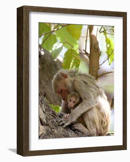 Rhesus Macaque Monkey (Macaca Mulatta), Bandhavgarh National Park, Madhya Pradesh State, India-Thorsten Milse-Framed Photographic Print