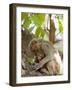 Rhesus Macaque Monkey (Macaca Mulatta), Bandhavgarh National Park, Madhya Pradesh State, India-Thorsten Milse-Framed Photographic Print