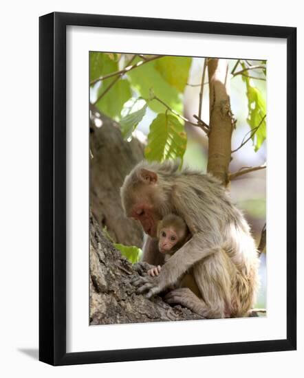 Rhesus Macaque Monkey (Macaca Mulatta), Bandhavgarh National Park, Madhya Pradesh State, India-Thorsten Milse-Framed Photographic Print