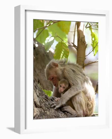 Rhesus Macaque Monkey (Macaca Mulatta), Bandhavgarh National Park, Madhya Pradesh State, India-Thorsten Milse-Framed Photographic Print