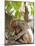 Rhesus Macaque Monkey (Macaca Mulatta), Bandhavgarh National Park, Madhya Pradesh State, India-Thorsten Milse-Mounted Photographic Print