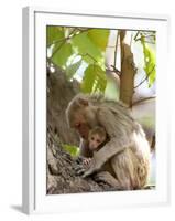 Rhesus Macaque Monkey (Macaca Mulatta), Bandhavgarh National Park, Madhya Pradesh State, India-Thorsten Milse-Framed Photographic Print