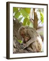 Rhesus Macaque Monkey (Macaca Mulatta), Bandhavgarh National Park, Madhya Pradesh State, India-Thorsten Milse-Framed Photographic Print