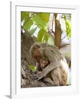 Rhesus Macaque Monkey (Macaca Mulatta), Bandhavgarh National Park, Madhya Pradesh State, India-Thorsten Milse-Framed Photographic Print