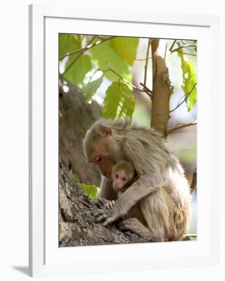 Rhesus Macaque Monkey (Macaca Mulatta), Bandhavgarh National Park, Madhya Pradesh State, India-Thorsten Milse-Framed Photographic Print