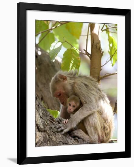 Rhesus Macaque Monkey (Macaca Mulatta), Bandhavgarh National Park, Madhya Pradesh State, India-Thorsten Milse-Framed Photographic Print