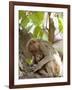 Rhesus Macaque Monkey (Macaca Mulatta), Bandhavgarh National Park, Madhya Pradesh State, India-Thorsten Milse-Framed Photographic Print