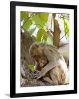 Rhesus Macaque Monkey (Macaca Mulatta), Bandhavgarh National Park, Madhya Pradesh State, India-Thorsten Milse-Framed Photographic Print