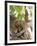 Rhesus Macaque Monkey (Macaca Mulatta), Bandhavgarh National Park, Madhya Pradesh State, India-Thorsten Milse-Framed Photographic Print