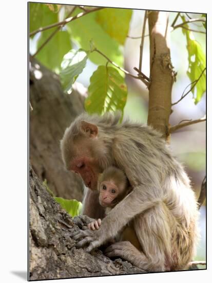 Rhesus Macaque Monkey (Macaca Mulatta), Bandhavgarh National Park, Madhya Pradesh State, India-Thorsten Milse-Mounted Photographic Print