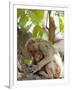 Rhesus Macaque Monkey (Macaca Mulatta), Bandhavgarh National Park, Madhya Pradesh State, India-Thorsten Milse-Framed Photographic Print