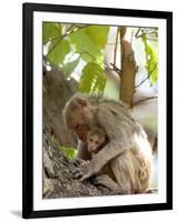 Rhesus Macaque Monkey (Macaca Mulatta), Bandhavgarh National Park, Madhya Pradesh State, India-Thorsten Milse-Framed Photographic Print