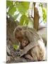 Rhesus Macaque Monkey (Macaca Mulatta), Bandhavgarh National Park, Madhya Pradesh State, India-Thorsten Milse-Mounted Photographic Print