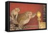 Rhesus Macaque Monkey Mother and Baby on Ancient Shrine-Peter Barritt-Framed Stretched Canvas