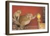 Rhesus Macaque Monkey Mother and Baby on Ancient Shrine-Peter Barritt-Framed Photographic Print