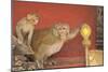 Rhesus Macaque Monkey Mother and Baby on Ancient Shrine-Peter Barritt-Mounted Photographic Print