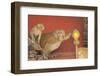 Rhesus Macaque Monkey Mother and Baby on Ancient Shrine-Peter Barritt-Framed Photographic Print