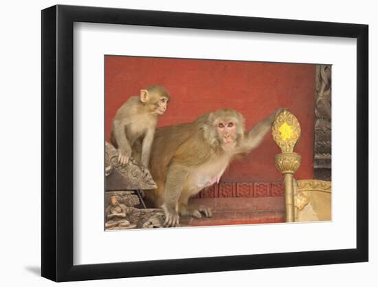 Rhesus Macaque Monkey Mother and Baby on Ancient Shrine-Peter Barritt-Framed Photographic Print