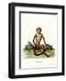 Rhesus Macaque-null-Framed Giclee Print