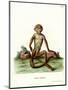 Rhesus Macaque-null-Mounted Giclee Print