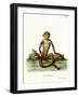 Rhesus Macaque-null-Framed Giclee Print