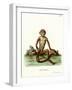 Rhesus Macaque-null-Framed Giclee Print