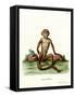 Rhesus Macaque-null-Framed Stretched Canvas