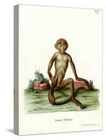 Rhesus Macaque-null-Stretched Canvas