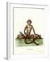 Rhesus Macaque-null-Framed Giclee Print