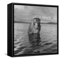 Rhesus Monkey Sitting in Water Up to His Chest-Hansel Mieth-Framed Stretched Canvas