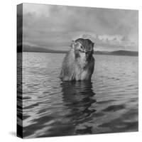 Rhesus Monkey Sitting in Water Up to His Chest-Hansel Mieth-Stretched Canvas