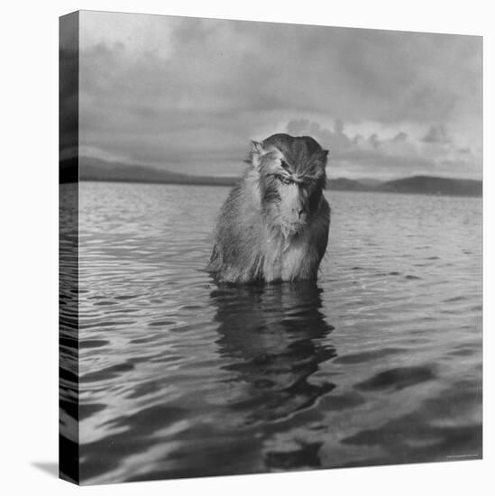 Rhesus Monkey Sitting in Water Up to His Chest-Hansel Mieth-Stretched Canvas