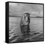 Rhesus Monkey Sitting in Water Up to His Chest-Hansel Mieth-Framed Stretched Canvas