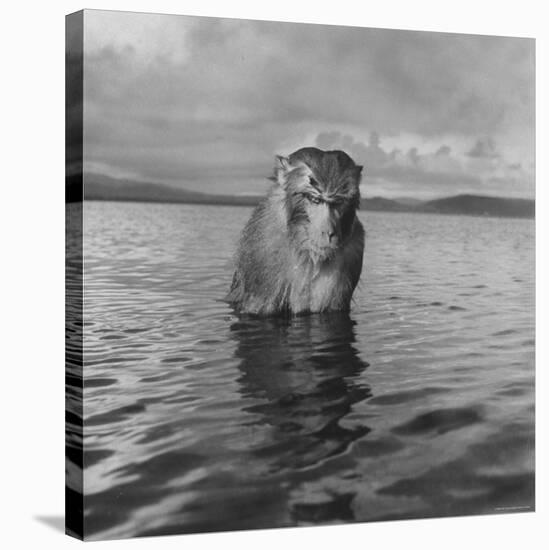 Rhesus Monkey Sitting in Water Up to His Chest-Hansel Mieth-Stretched Canvas