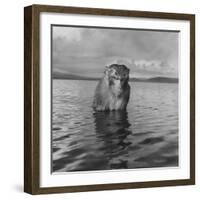 Rhesus Monkey Sitting in Water Up to His Chest-Hansel Mieth-Framed Photographic Print