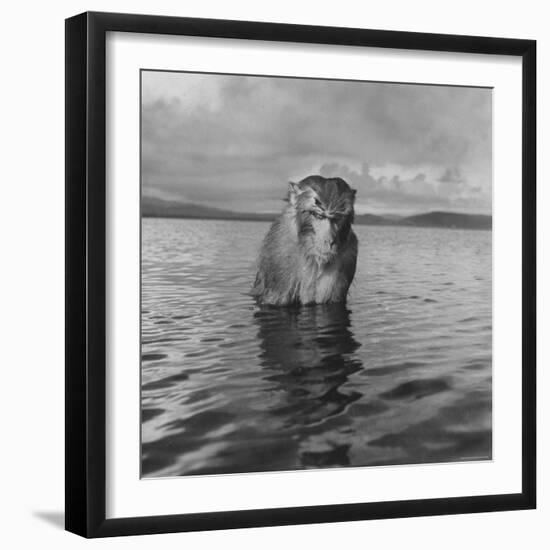 Rhesus Monkey Sitting in Water Up to His Chest-Hansel Mieth-Framed Photographic Print