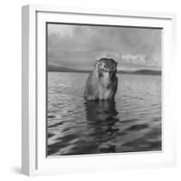 Rhesus Monkey Sitting in Water Up to His Chest-Hansel Mieth-Framed Photographic Print