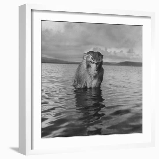 Rhesus Monkey Sitting in Water Up to His Chest-Hansel Mieth-Framed Photographic Print