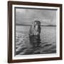 Rhesus Monkey Sitting in Water Up to His Chest-Hansel Mieth-Framed Photographic Print