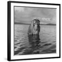 Rhesus Monkey Sitting in Water Up to His Chest-Hansel Mieth-Framed Photographic Print