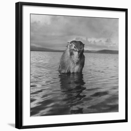 Rhesus Monkey Sitting in Water Up to His Chest-Hansel Mieth-Framed Photographic Print