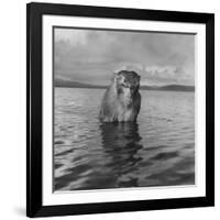 Rhesus Monkey Sitting in Water Up to His Chest-Hansel Mieth-Framed Photographic Print