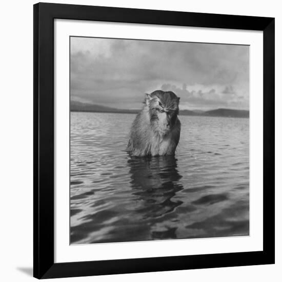 Rhesus Monkey Sitting in Water Up to His Chest-Hansel Mieth-Framed Photographic Print