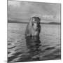 Rhesus Monkey Sitting in Water Up to His Chest-Hansel Mieth-Mounted Photographic Print