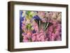 Rhesus Swallowtail Butterfly, Graphium Rhesus-Darrell Gulin-Framed Photographic Print