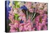 Rhesus Swallowtail Butterfly, Graphium Rhesus-Darrell Gulin-Stretched Canvas