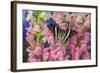 Rhesus Swallowtail Butterfly, Graphium Rhesus-Darrell Gulin-Framed Photographic Print