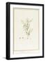 Rhexia Glandulosa (W/C and Bodycolour over Traces of Graphite on Vellum)-Pierre Joseph Redoute-Framed Giclee Print