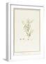 Rhexia Glandulosa (W/C and Bodycolour over Traces of Graphite on Vellum)-Pierre Joseph Redoute-Framed Giclee Print
