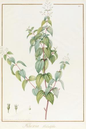 https://imgc.allpostersimages.com/img/posters/rhexia-pendulifolia-w-c-and-bodycolour-over-traces-of-graphite-on-vellum_u-L-Q1HLBYN0.jpg?artPerspective=n